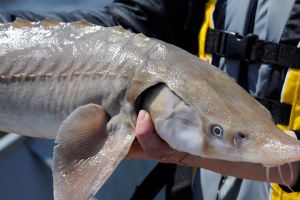Closeup of a Lake Sturgeon